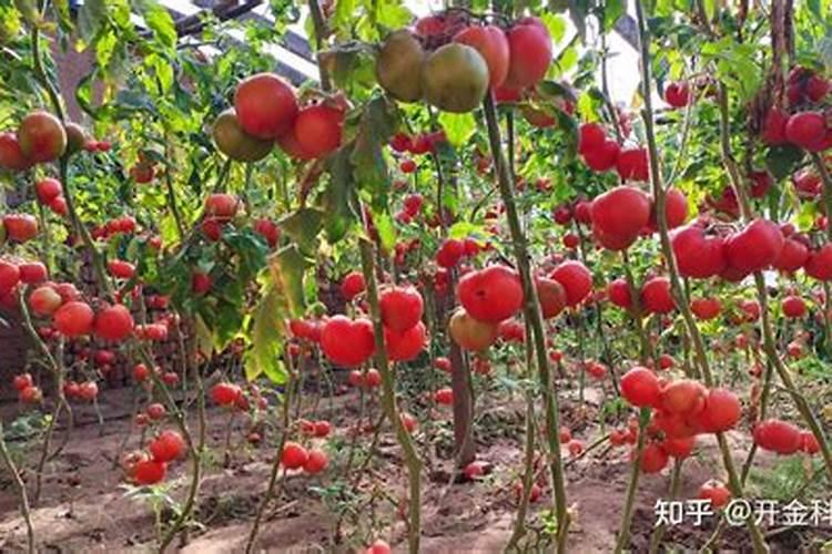 济南瓮福化肥怎么样