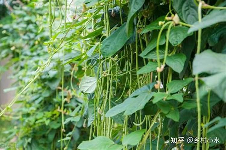 豆角黄叶落叶防治方法