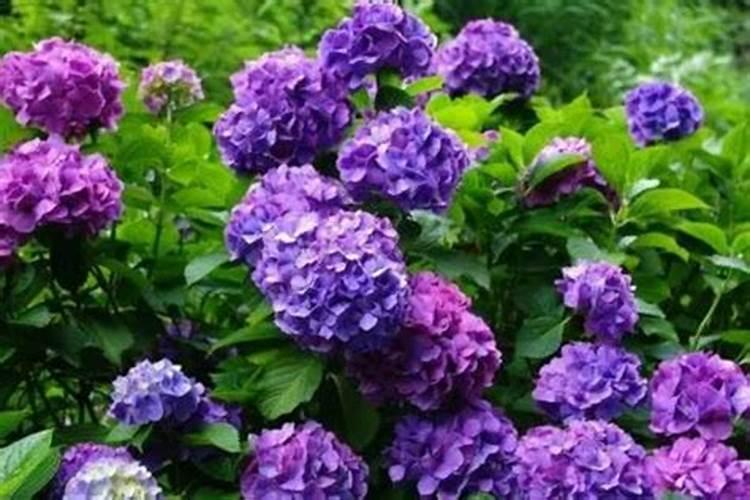 绣球叶子蔫了怎么办