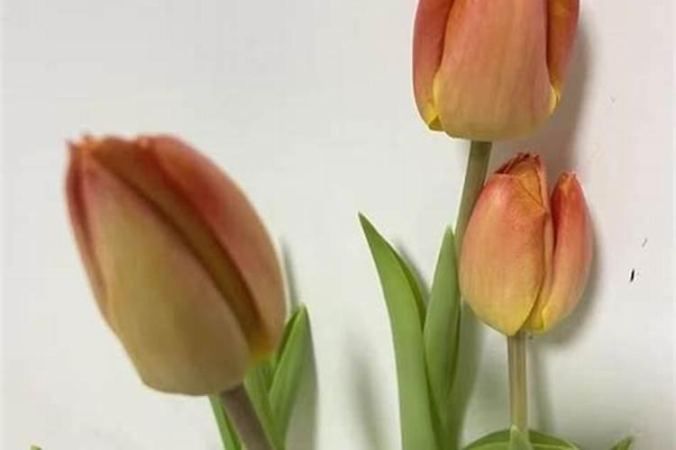 氮肥养花的作用