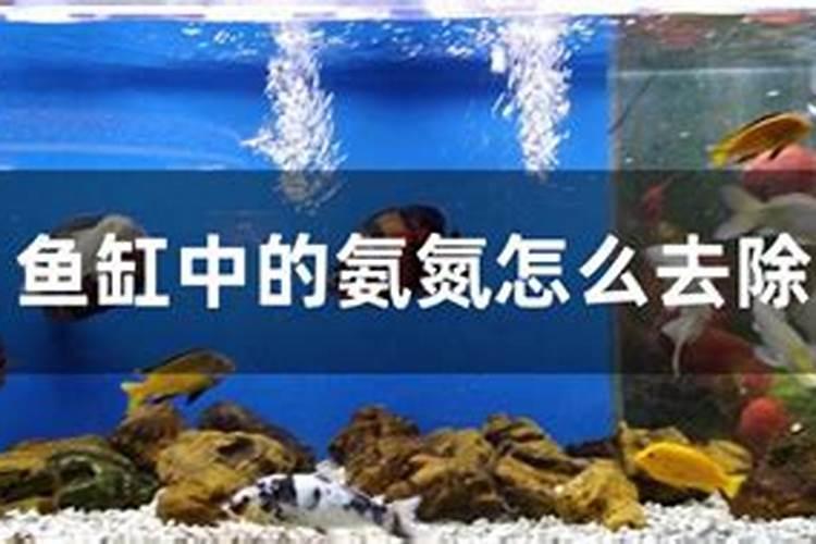 池塘如何正确肥水,减少误区