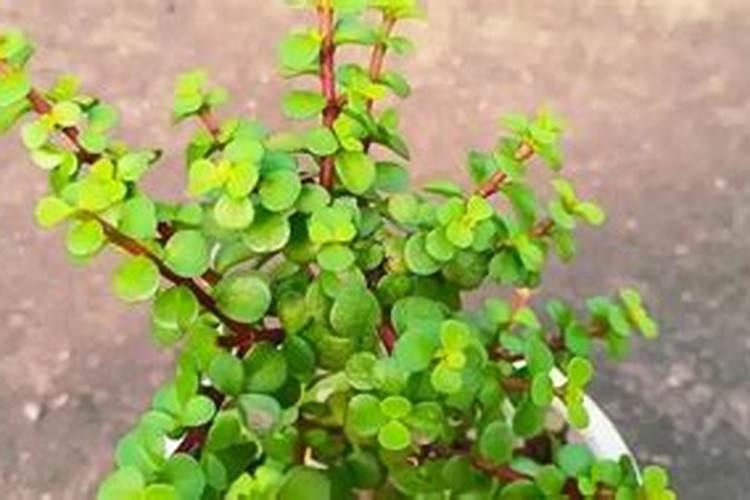 金枝玉叶施什么肥长的快 需要注意什么