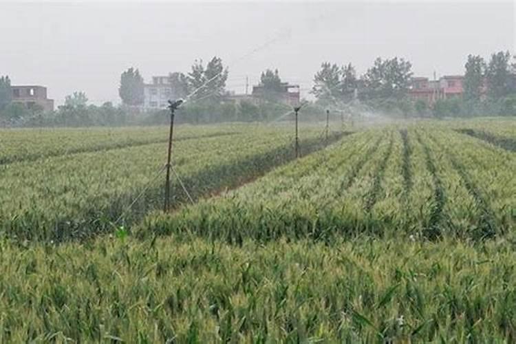 冲施肥在小麦施用效果