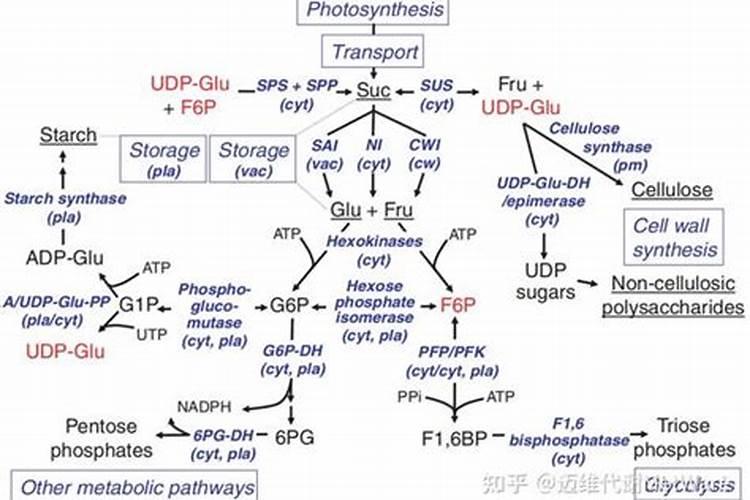 钙肥是具有钙标明量的肥料,钙肥对葡萄花芽分化有什么作用？