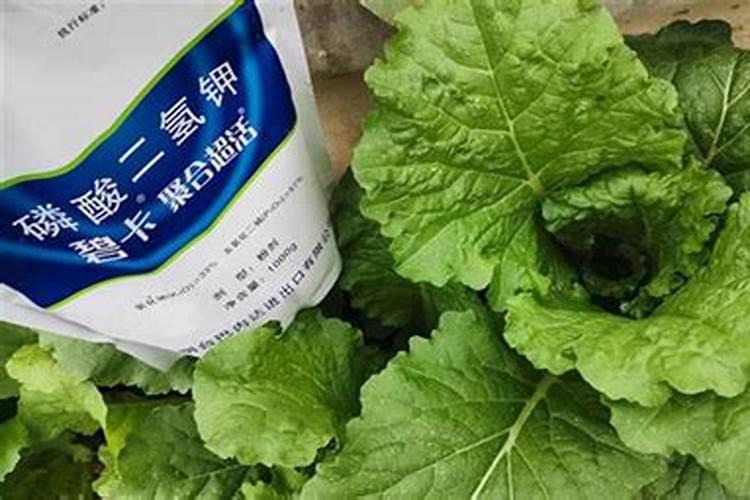 白菜施什么肥好