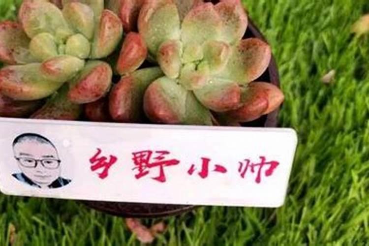 多肉植物长得太慢？2种肥料搭配使用,爆盆易如反掌