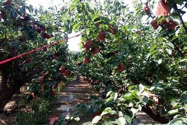 八月下旬秋月梨果实偏小施什么肥能促进果实膨大