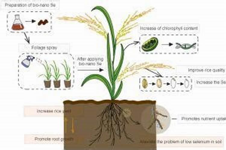有机硒最佳配比表