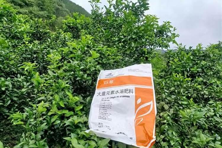 橘树如何施肥好？