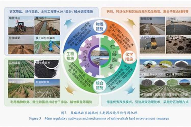 盐碱地改良用什么肥料