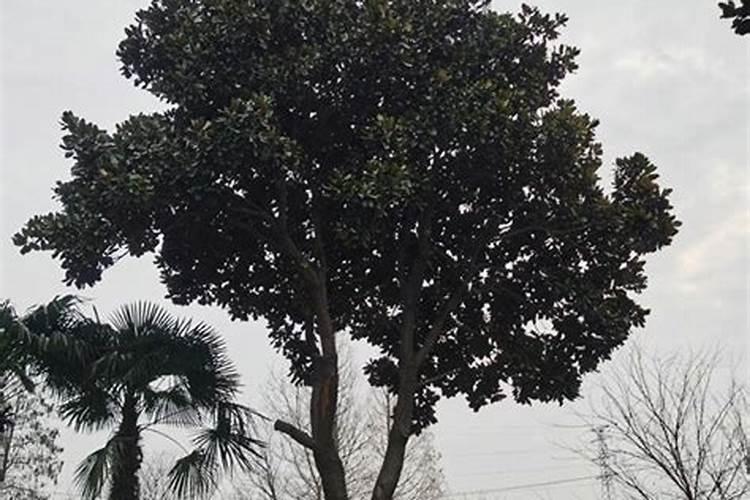 幼树施肥方法与注意事项 新栽的幼树施肥注意事项