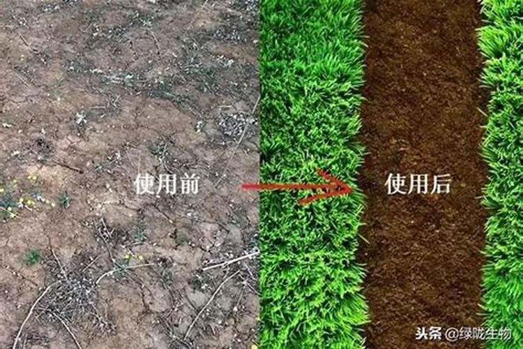 大葱使用松土精什么时间使用合适