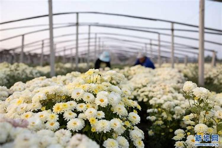 鲜切白菊花施什么肥料