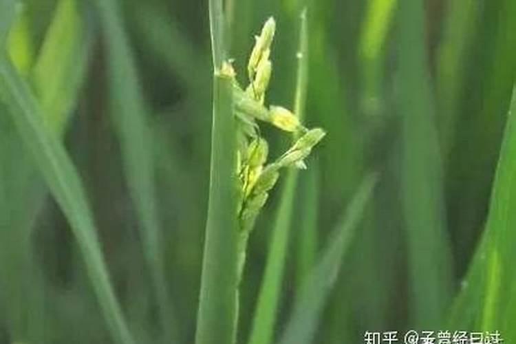 怎样提高磷肥的施用效果,提高水稻磷肥施用效果的方法