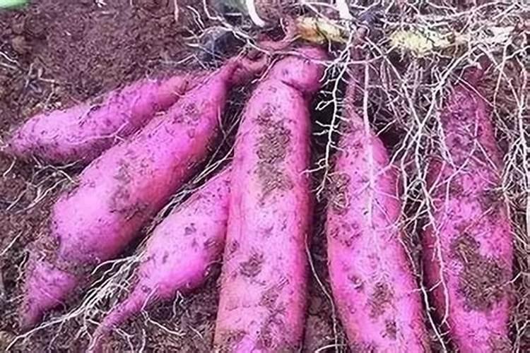 红薯施什么肥产量高