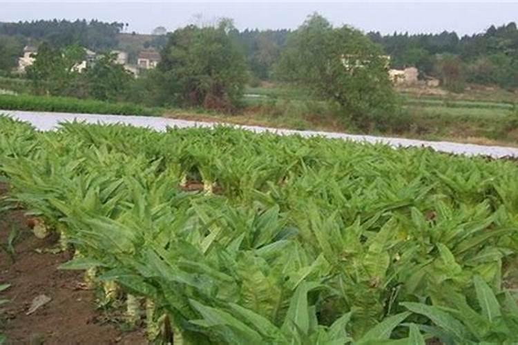 莴笋叶片封垄时,肉质茎开始横向膨大要怎么做？