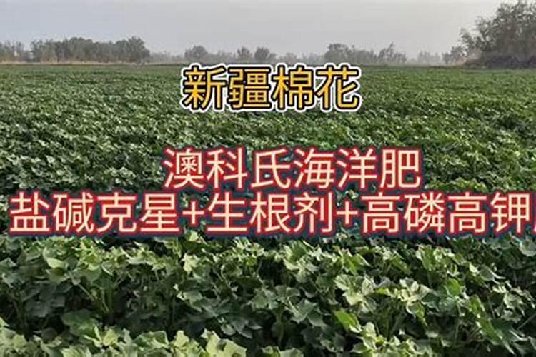 种植豇豆在花期,对水肥的要求都有哪些？