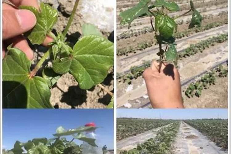 氨基丁酸在谷子上的应用