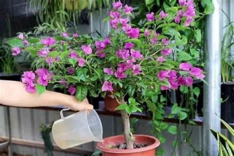 三角梅怎样养才能四季开花