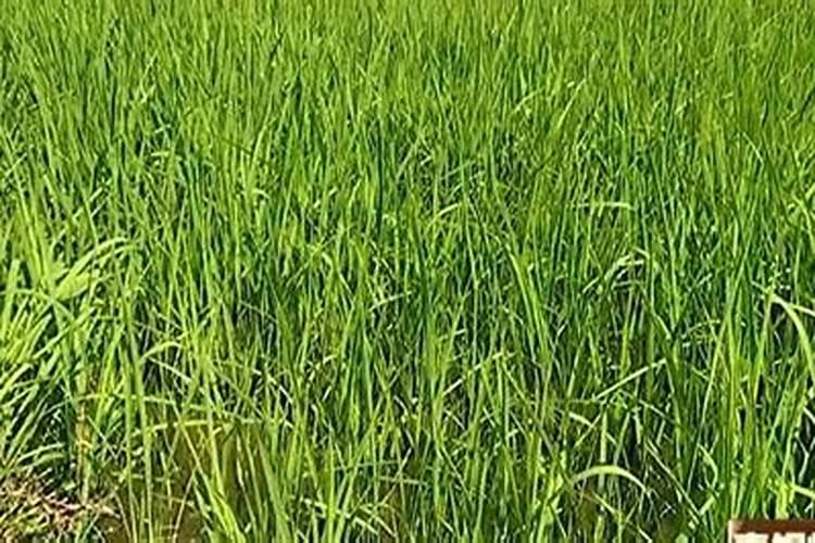 水稻用什么肥料好？