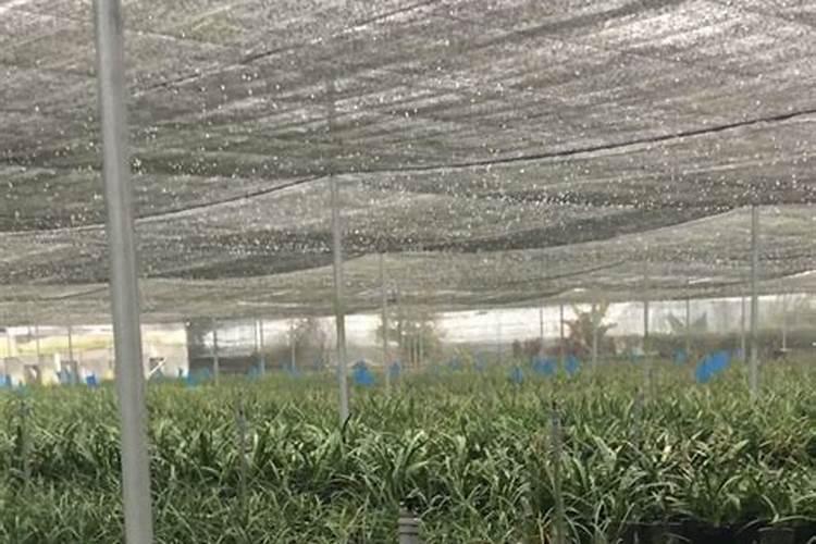 兰花如何养殖最好