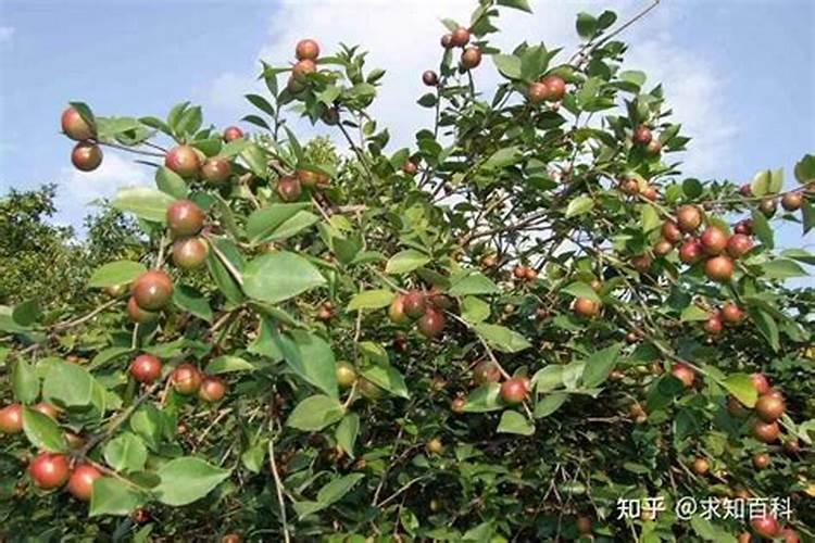 油茶树施尿素的好处？