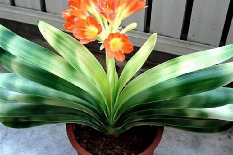 栀子花可以用复合肥吗