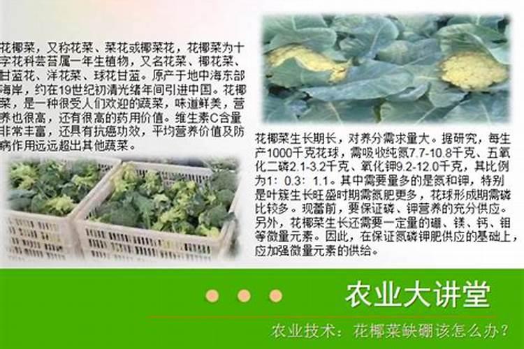 硼肥对改善花椰菜品质的重要作用及施用方法有哪些？