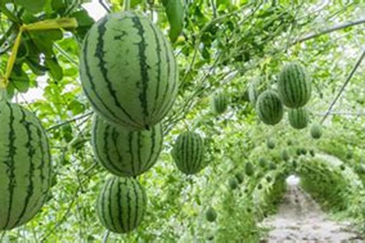 西瓜结果了需要施什么肥料