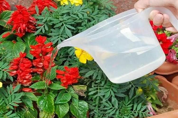 磷酸二氢钾怎么浇花