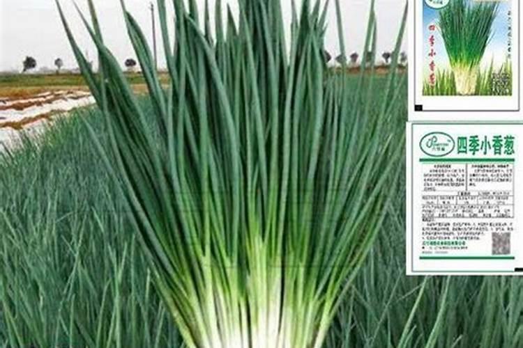 种葱要用什么肥料