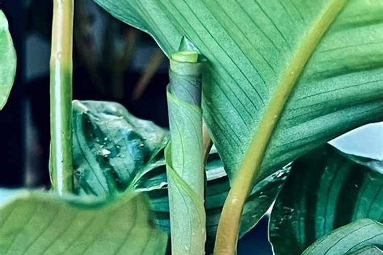 双线竹芋怎么养