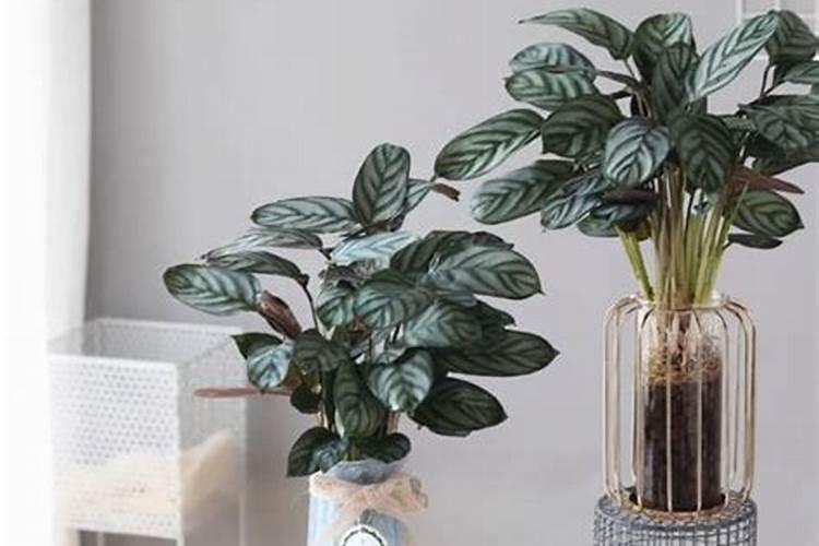 孔雀竹芋叶子向下耷拉