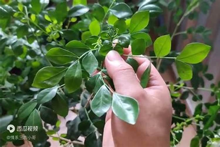 氮肥有哪些哪种最好