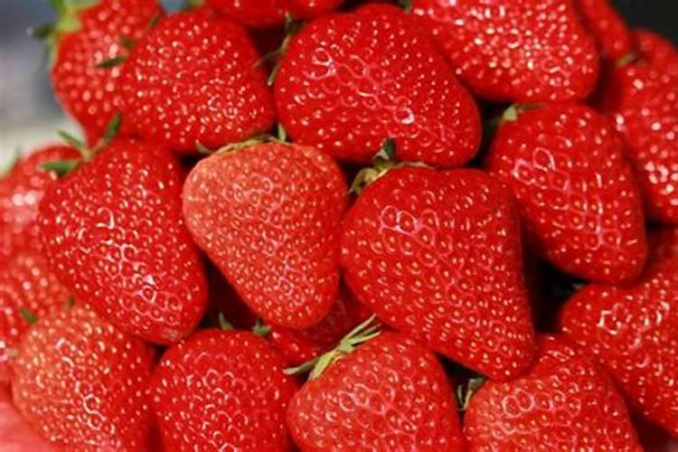 奶油草莓冬季的养殖方法 奶油草莓冬季的养殖方法如下