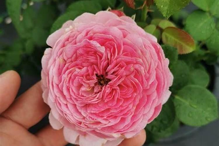 月季花摘芽后如何正确施肥