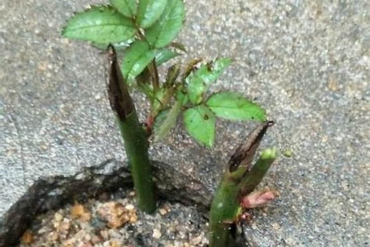 月季花发新芽子需要喷什么肥