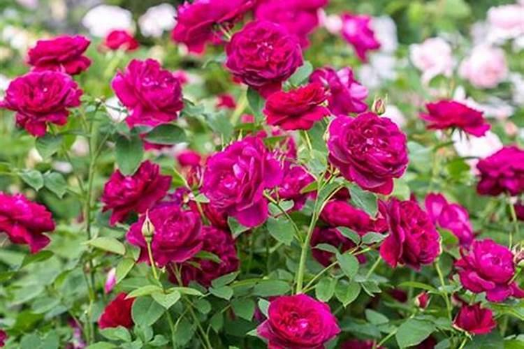 月季花肥用什么肥料好