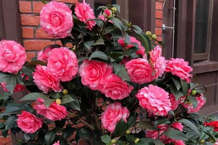 茶花要上什么肥料？