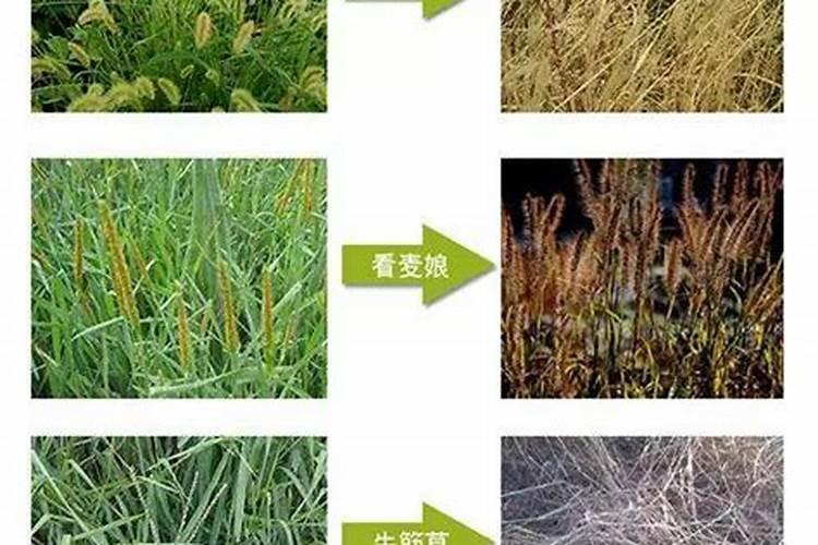 玉米顶腐烂影响玉米生长,玉米顶腐烂了该用哪些药？