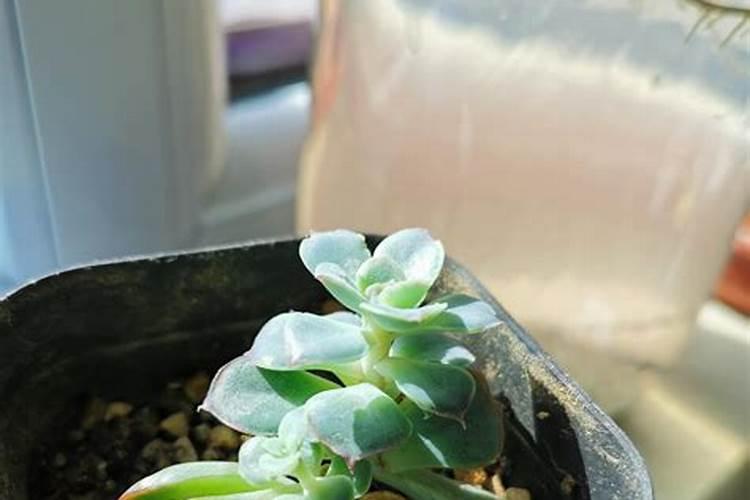 桔子树施肥用什么有机肥？