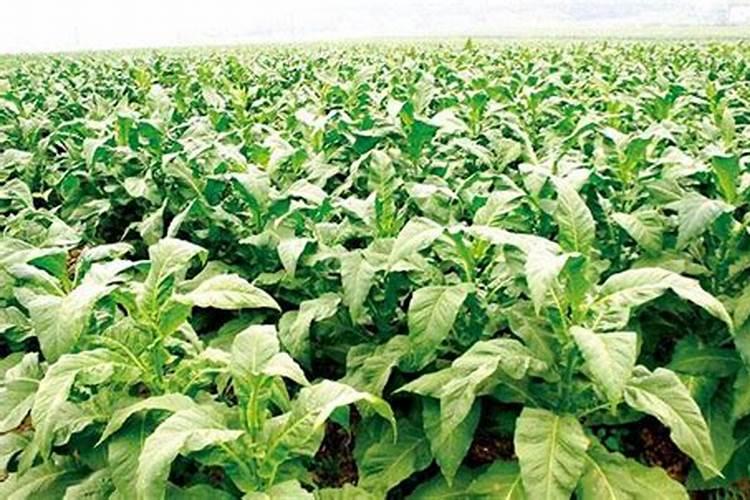 种植烟草用什么肥料？烟叶喷什么叶面肥最好？