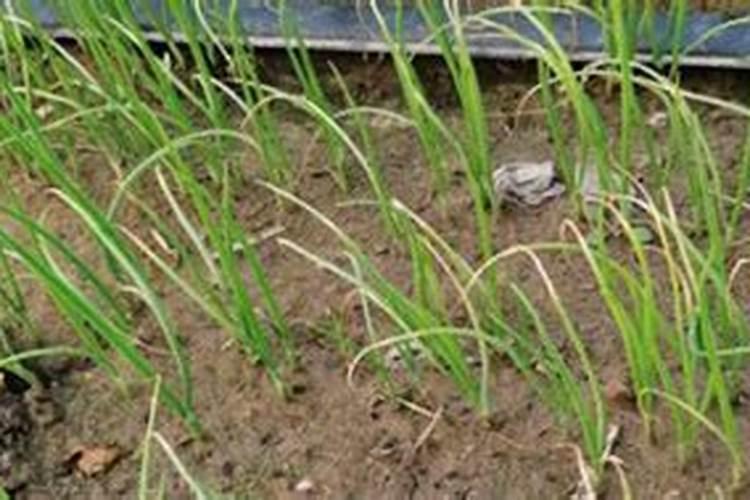 种植大葱用什么肥料好