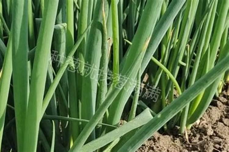 大葱施肥多大的量合适？怎样施肥能让大葱高产