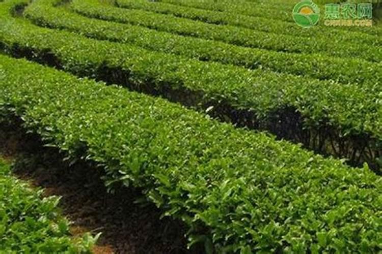 茶树有哪些施肥管理方法？