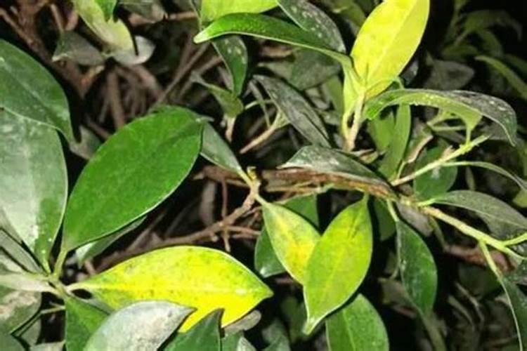 黄腐酸钾的使用!含钾量是多少