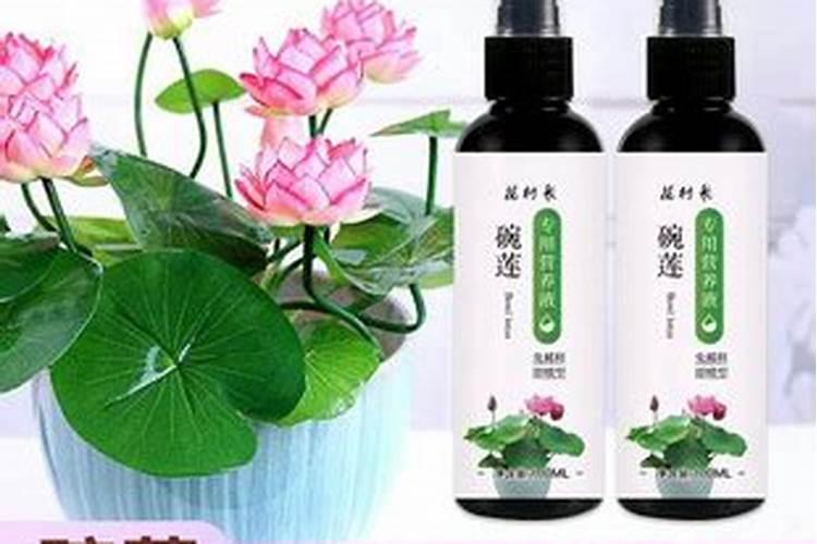 睡莲冬天怎么管理