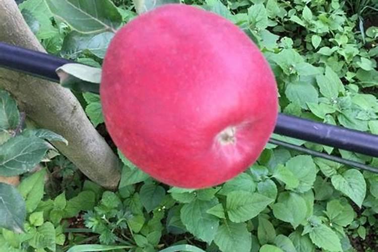 苹果快速育苗注意要点 苹果需要怎么施肥