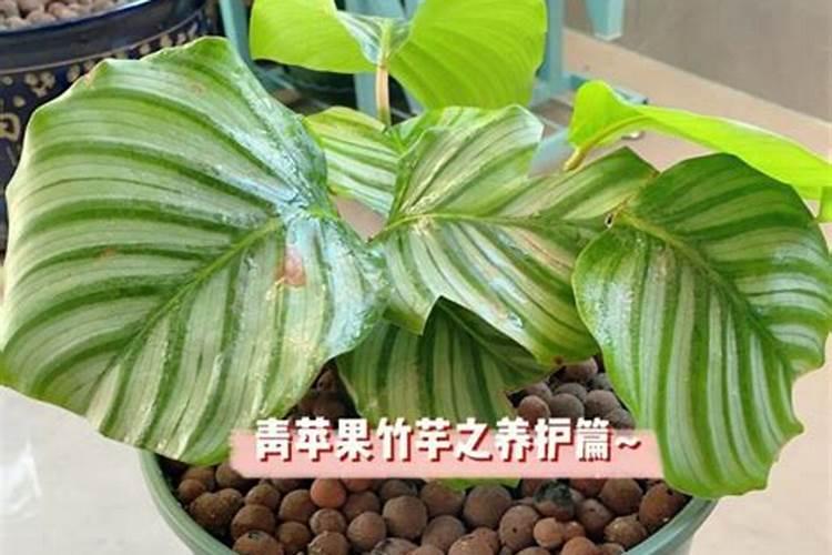 苹果黄叶病的防治方法？