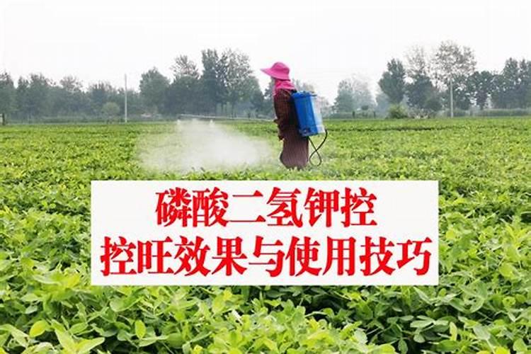 磷酸二氢钾浇花使用方法